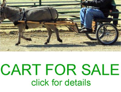 miniature horse buggy for sale